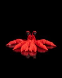 Hermit the Crab