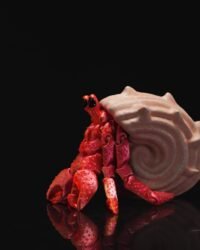 Articulated Hermes, the Hermit Crab (Crab and Shell)