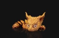Desert Baby Dragon