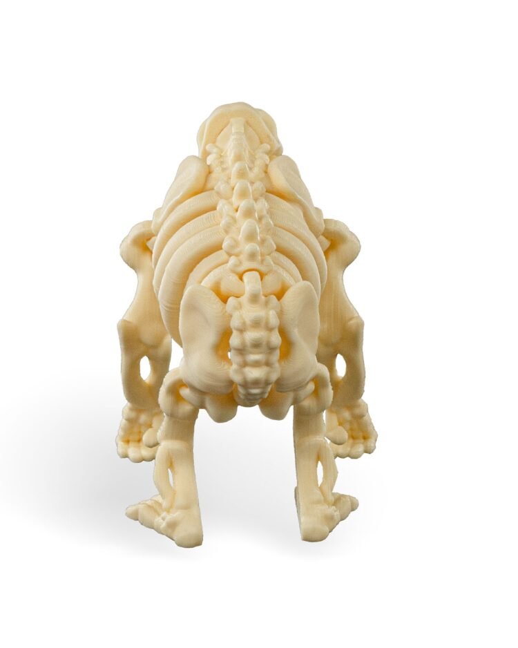 Skeleton Chimp - Image 4