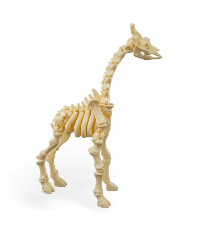 Skeleton Giraffe - Image 2