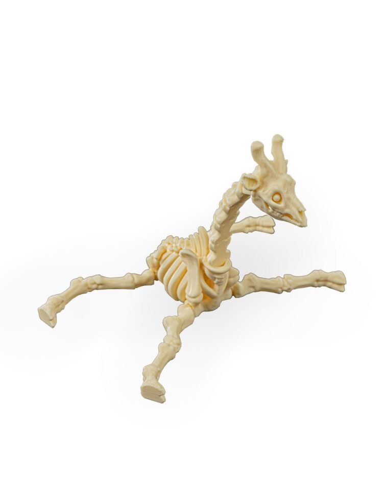 Skeleton Giraffe - Image 5