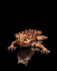 Thorny Devil